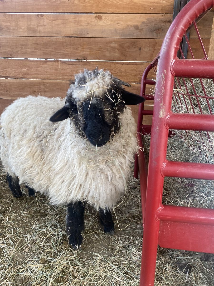 F-2 Valais ewe 