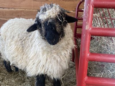 F-2 Valais ewe