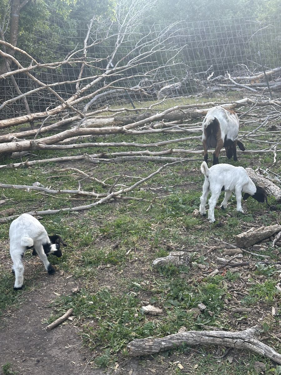 Boer goat pair