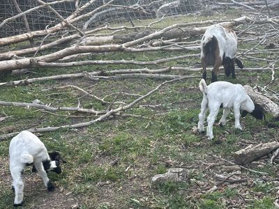 Boer goat pair
