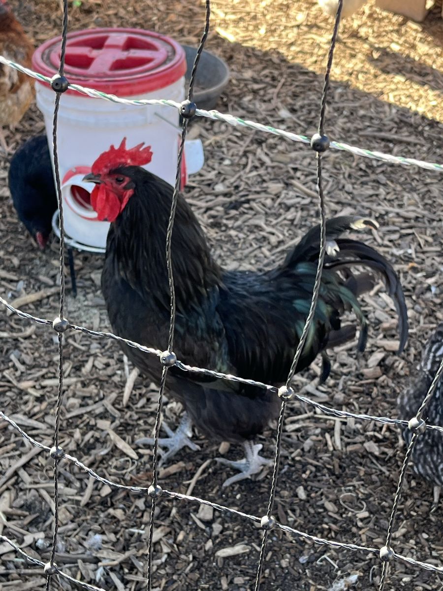 Australorp Rooster--8 Months Old