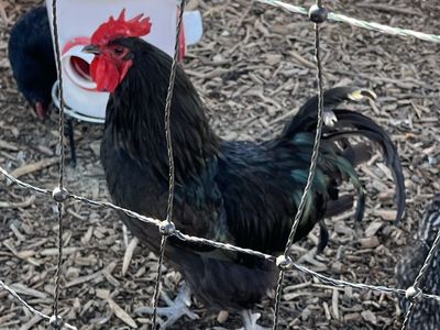 Australorp Rooster--8 Months Old