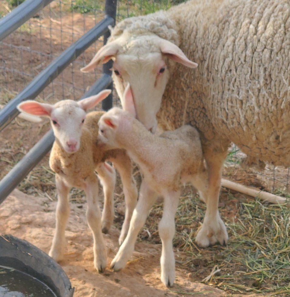 Dairy Sheep