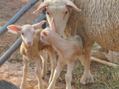 Dairy Sheep