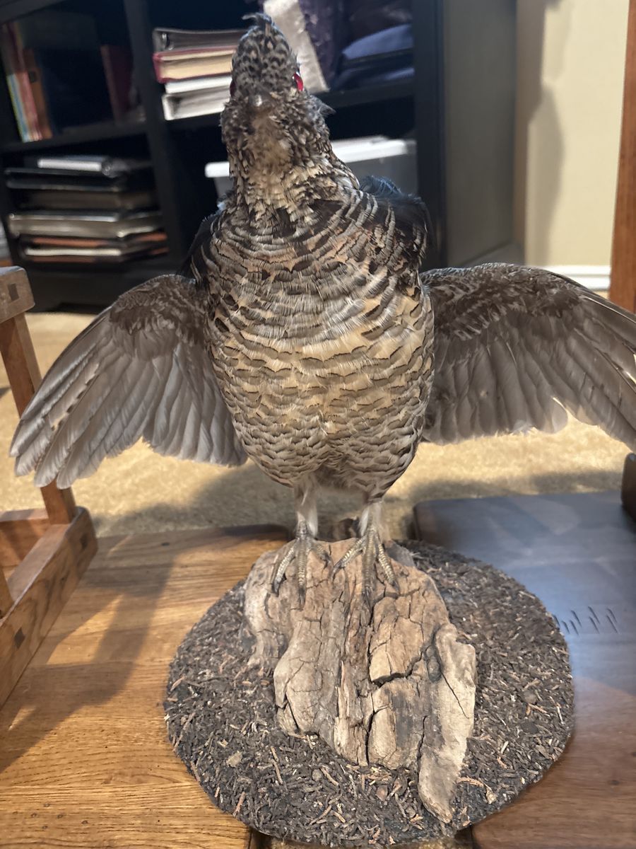 Taxidermy Ruffed Grouse
