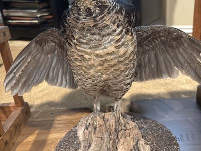 Taxidermy Ruffed Grouse