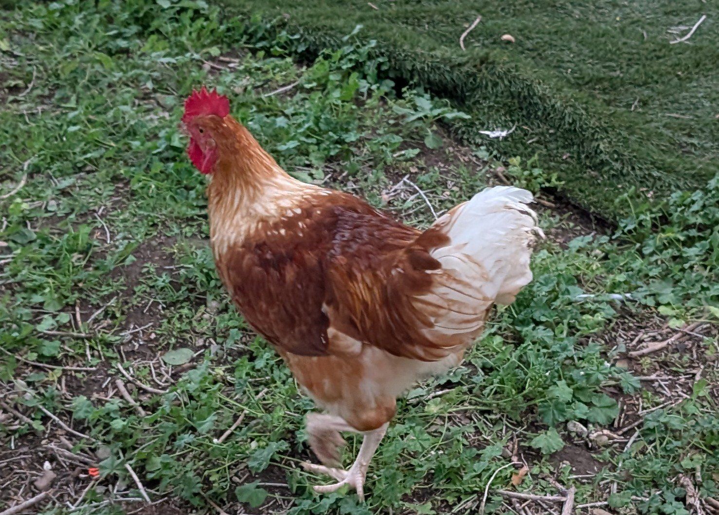 Isa Brown Rooster