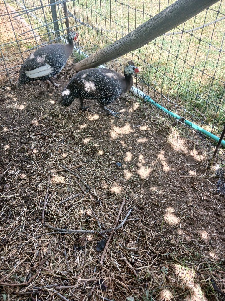 Guinea cock $25