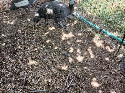 Guinea cock $25