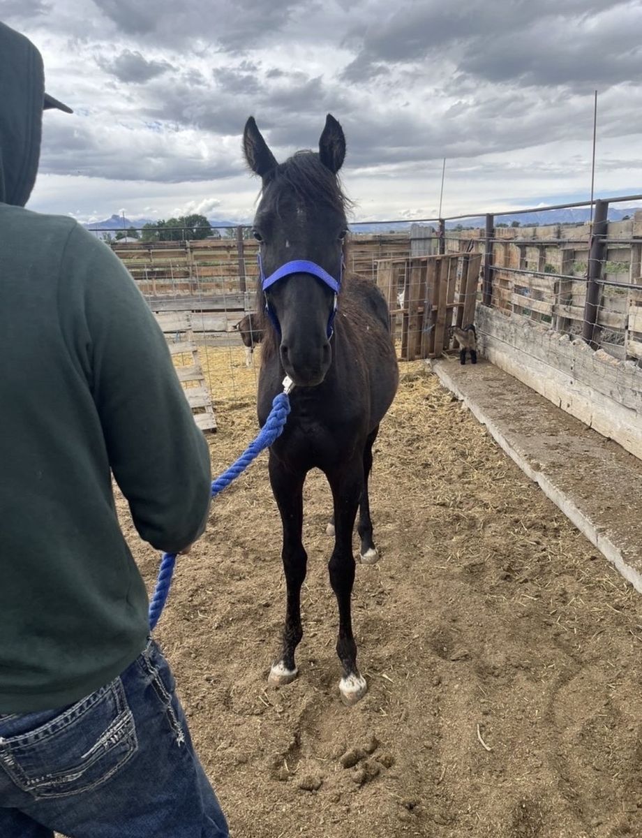 Yearling stud colt. Sale or trade.