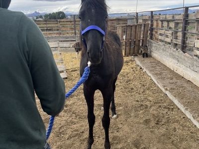 Yearling stud colt. Sale or trade.