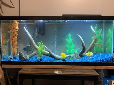 55 gallon fish tank, filters and heater