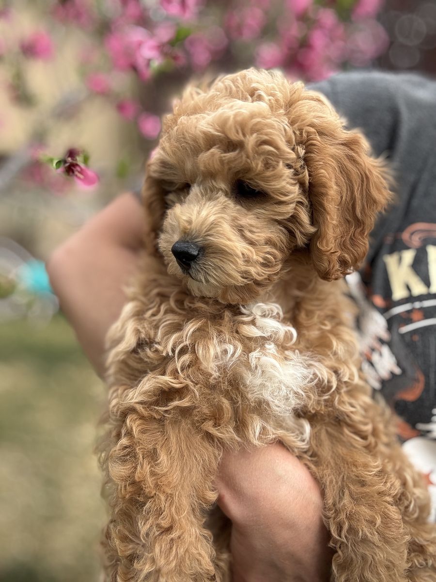 F1b Mini Goldendoodle - 11 wks old - Trained