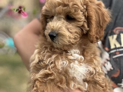 F1b Mini Goldendoodle - 11 wks old - Trained