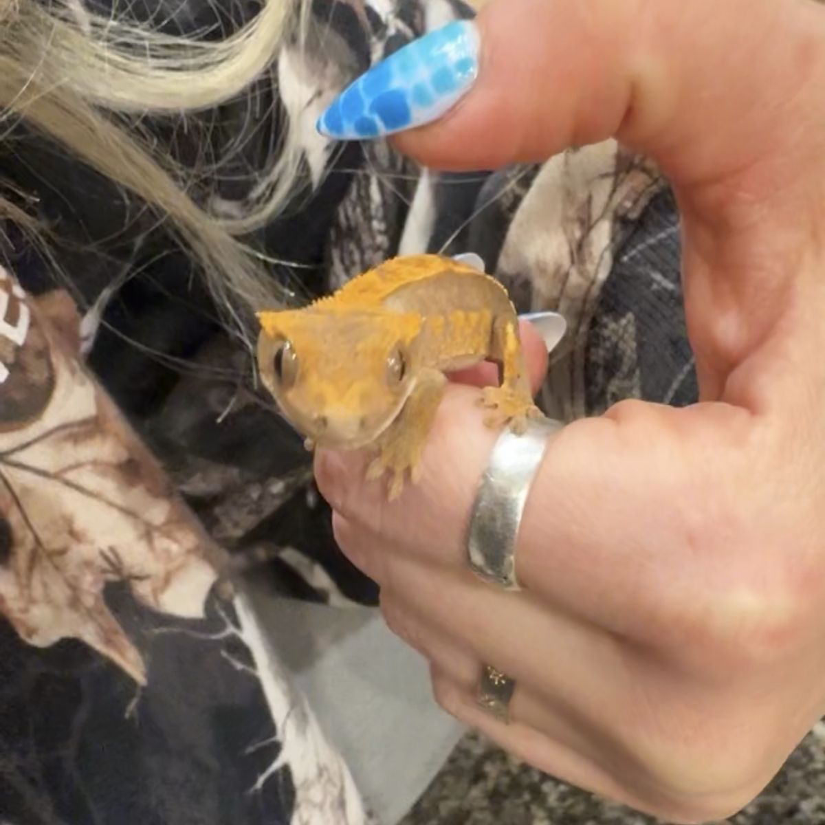 Baby Crested gecko + Enclosure