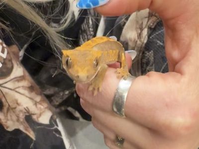 Baby Crested gecko + Enclosure