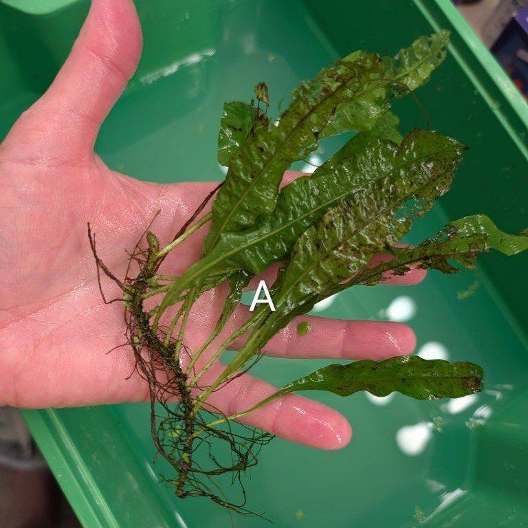 Live Aquarium Plant Clippings 