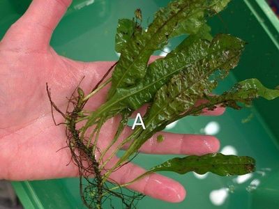 Live Aquarium Plant Clippings