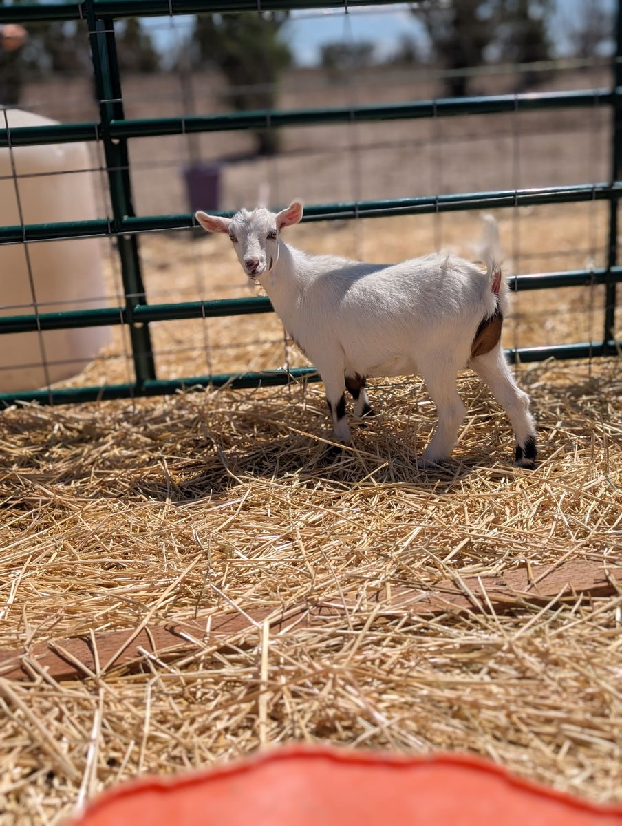 Nigerian dwarf pigmy cross