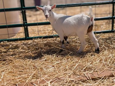 Nigerian dwarf pigmy cross