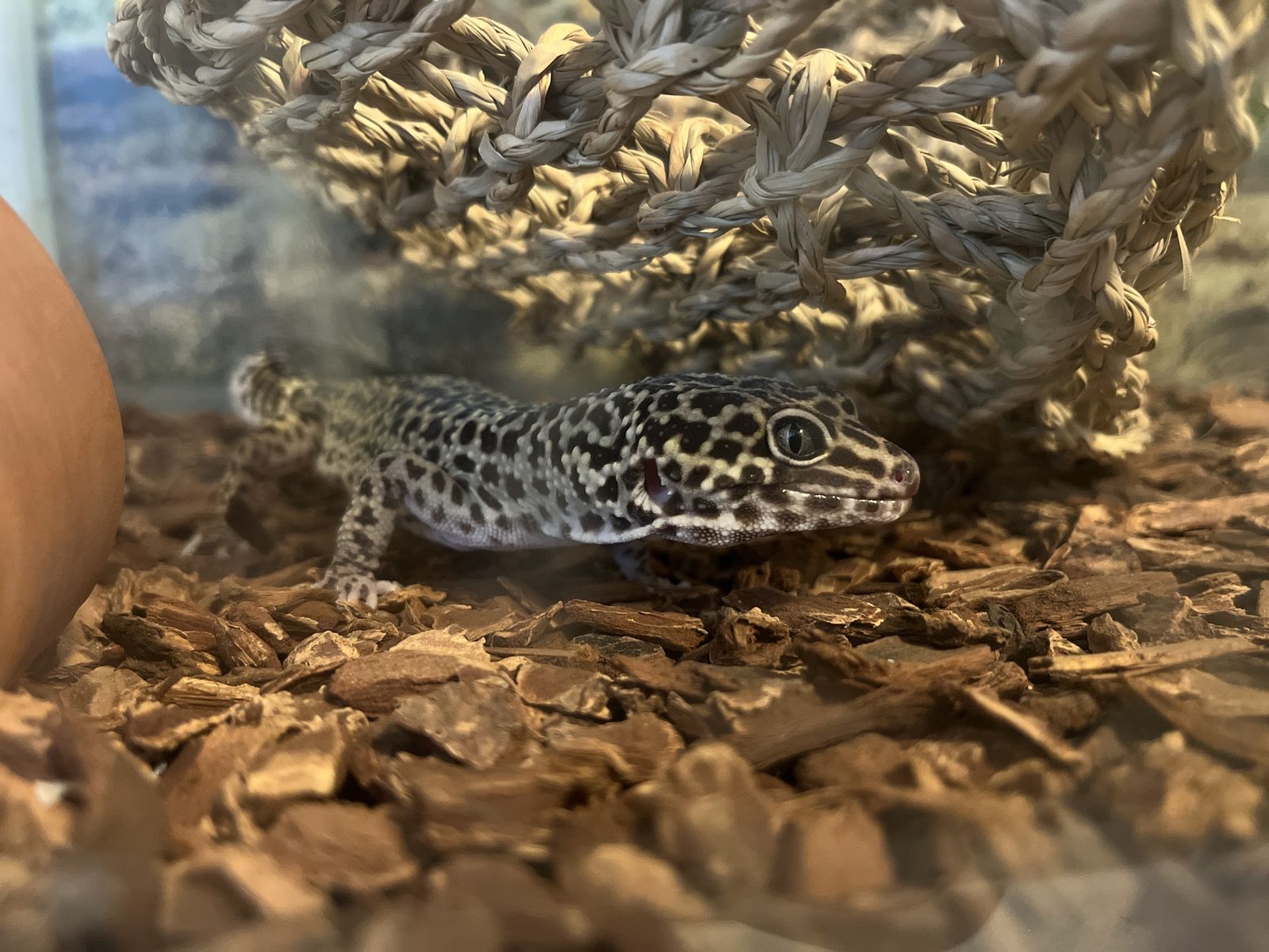 Leopard gecko and enclosure with accessories