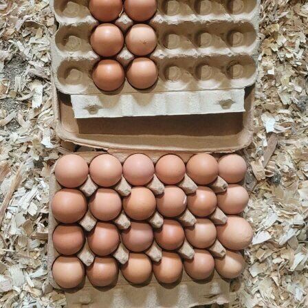 Free Range Eggs