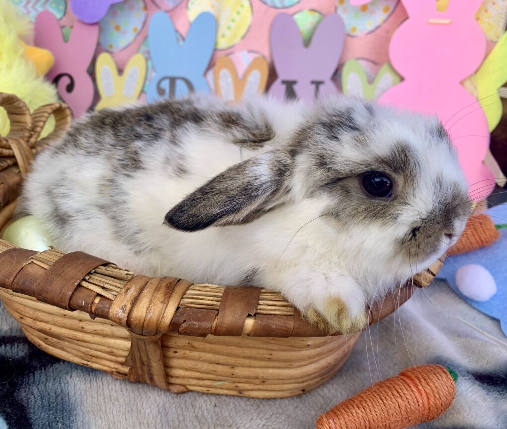 Darling Purebred Holland Lops Ready To Reserve