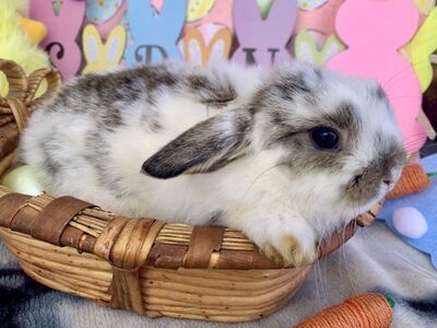 Darling Purebred Holland Lops Ready To Reserve