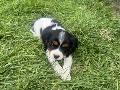 AKC King Charles Cavalier