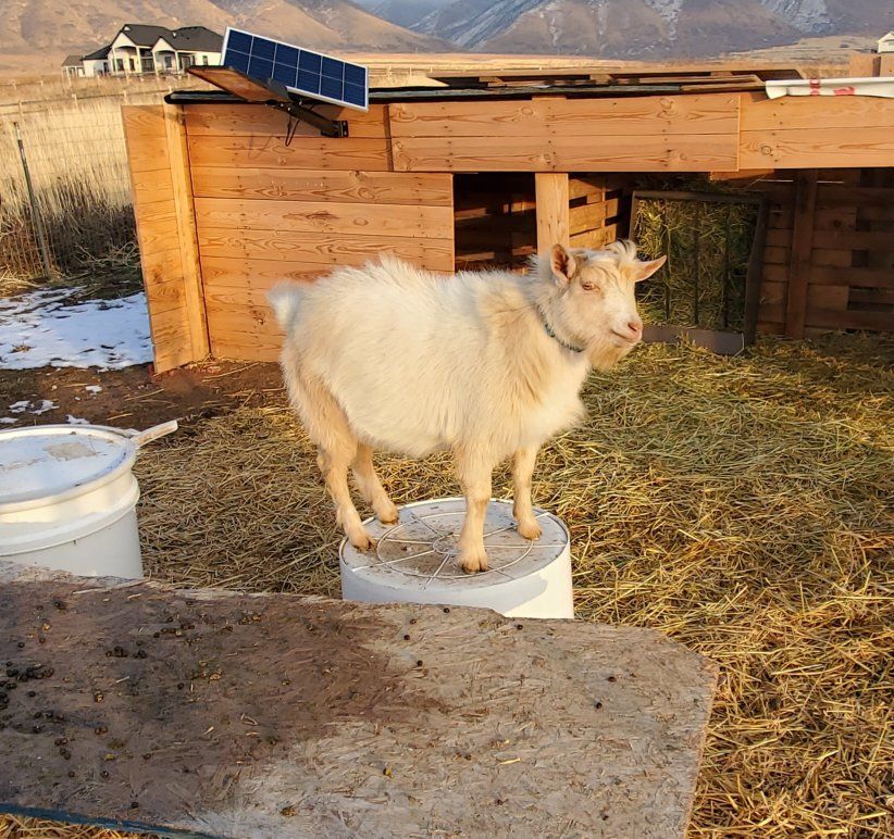 ADGA Buck. Sweet Boy and Proven