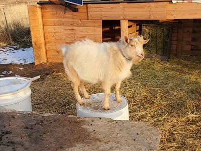 ADGA Buck. Sweet Boy and Proven