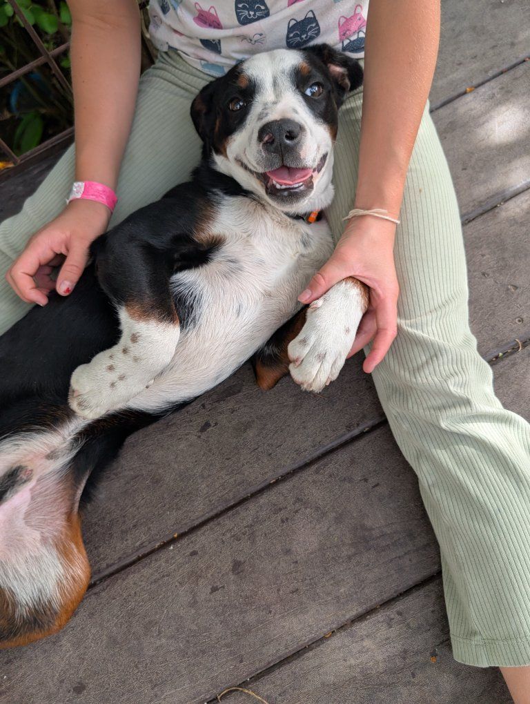 Friendly Tri-Color Puppy - Sweet and Playful Companion
