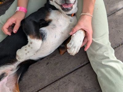 Friendly Tri-Color Puppy - Sweet and Playful Companion