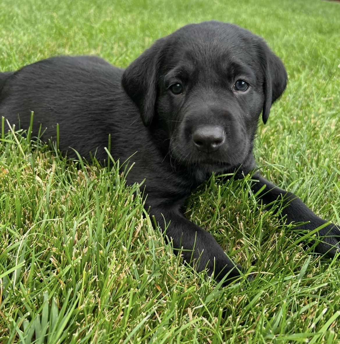 AKC BLACK LAB PUPPIES