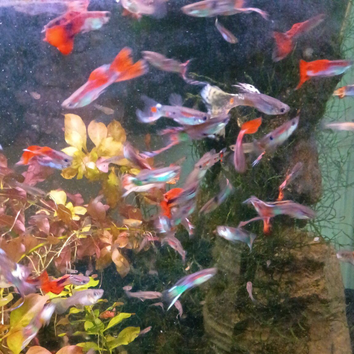 fancy and endler guppies
