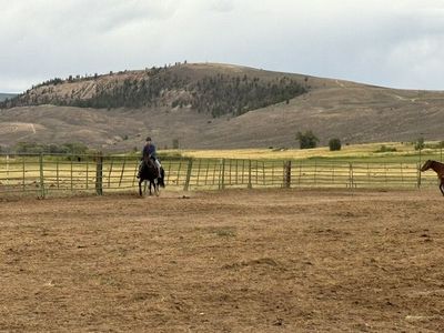 Beautiful TWH Mare