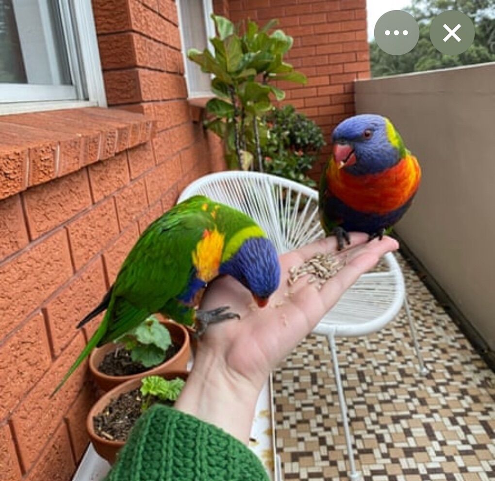 Reduced To Sell...Two Handfed Rainbow Lorikeets