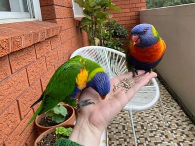 Reduced To Sell...Two Handfed Rainbow Lorikeets