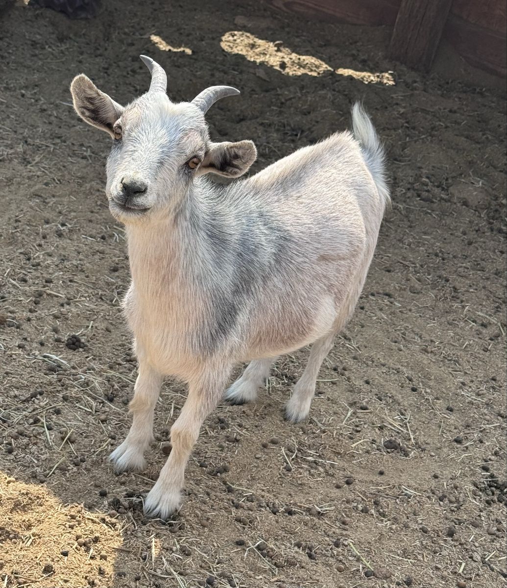 •Wafer• Pygmy Doe 