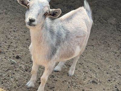 •Wafer• Pygmy Doe