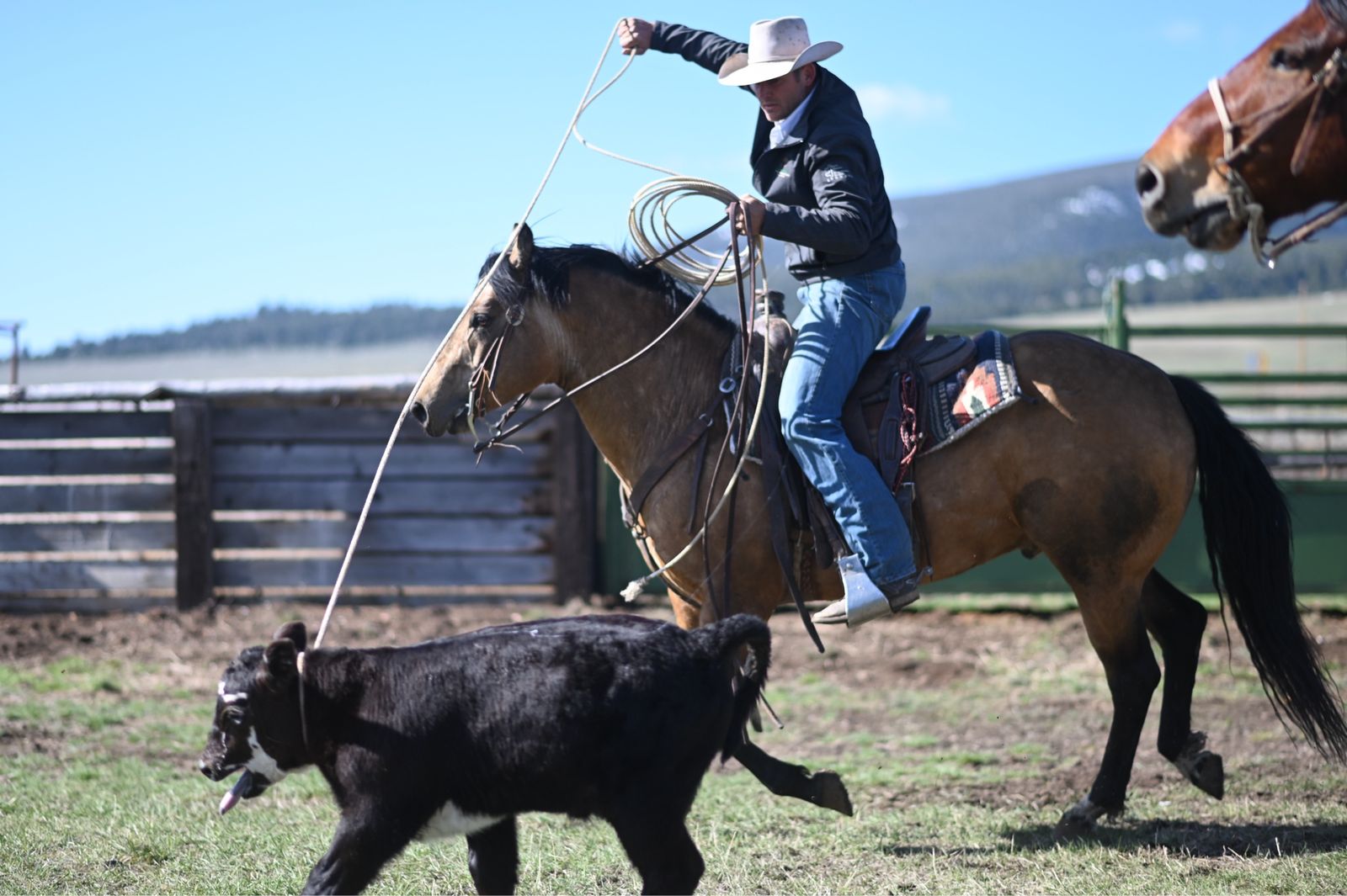 2019 AQHA Buckskin Gelding, Rodeo/Ranch/Family