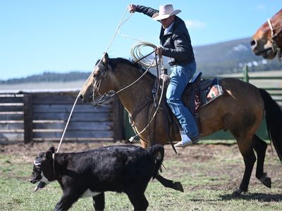 2019 AQHA Buckskin Gelding, Rodeo/Ranch/Family