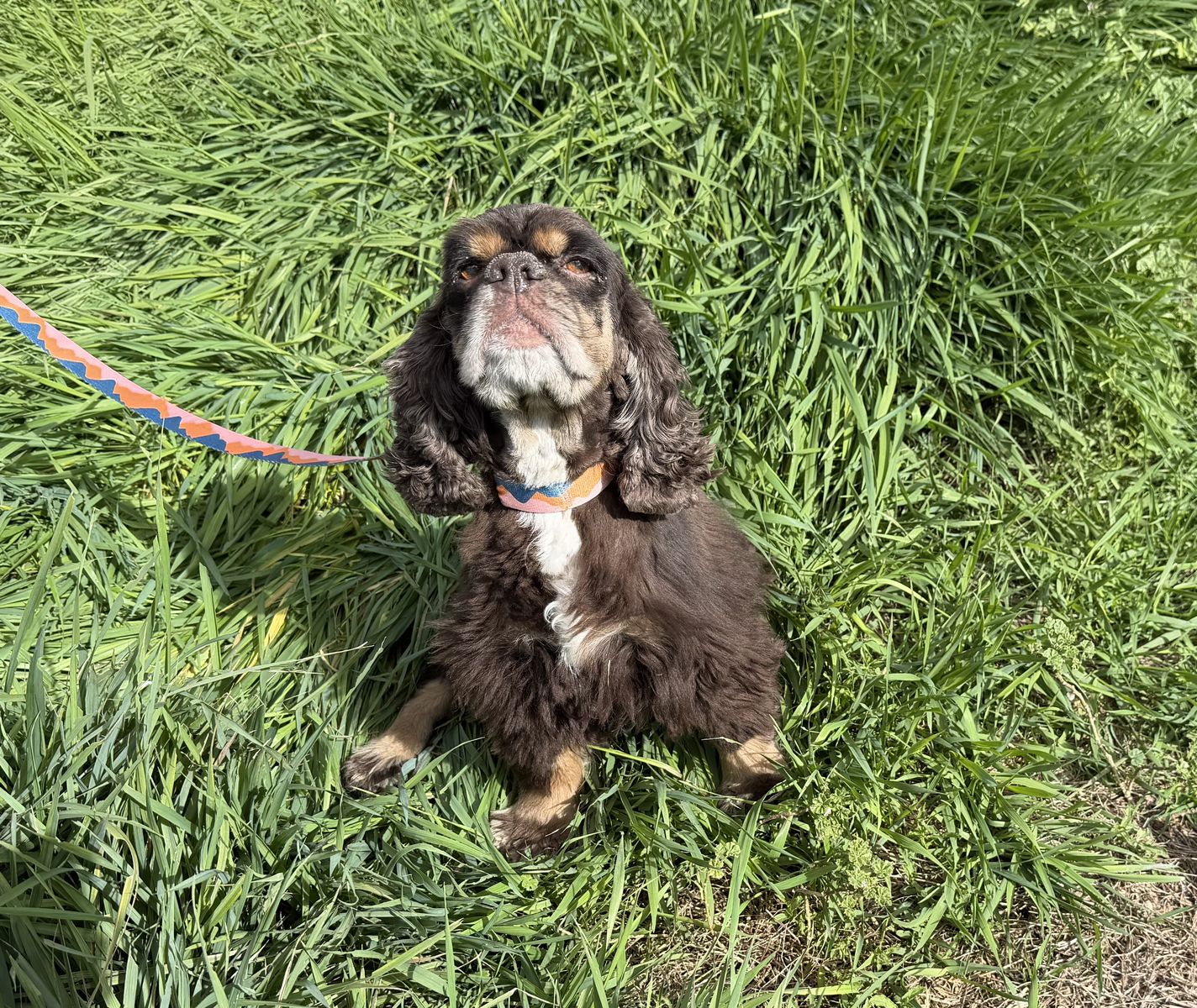 Chocolate cocker spaniel girl - free to good home | Dogs | KSL Classifieds