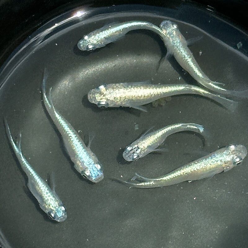 Blue Miyuki Medaka Ricefish – Locally Bred