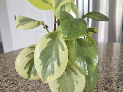 Peperomia Citrus Twist (Baby Rubber Plant)