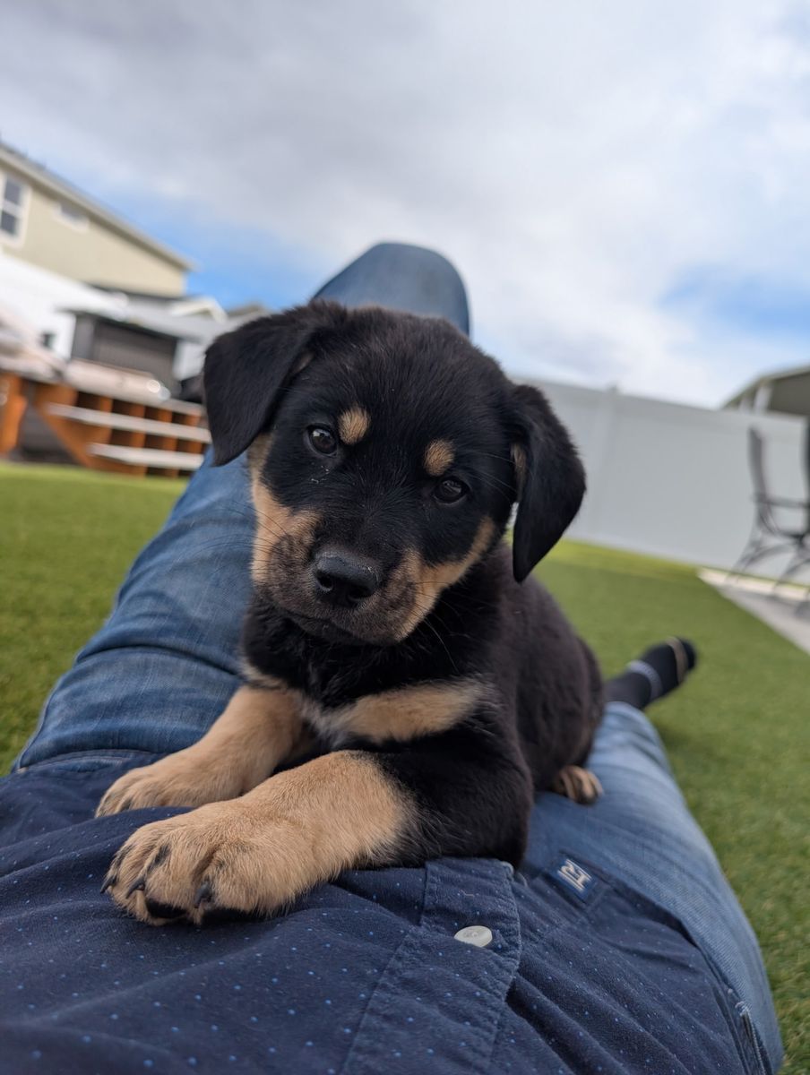 Rottweiler Puppies