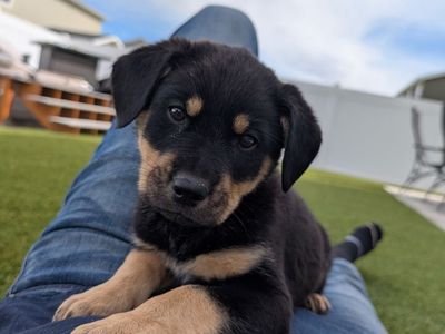 Rottweiler Puppies