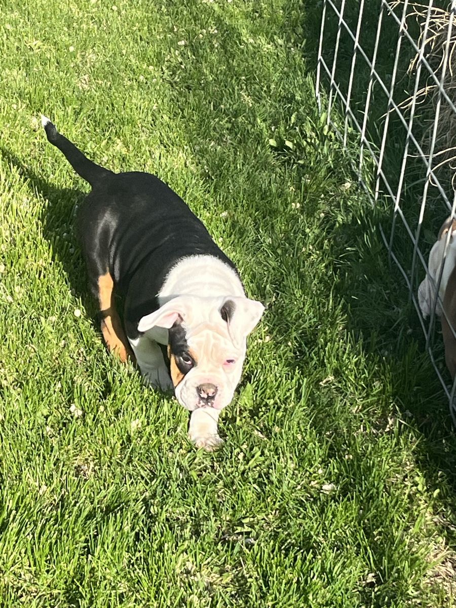Olde English Bulldogge