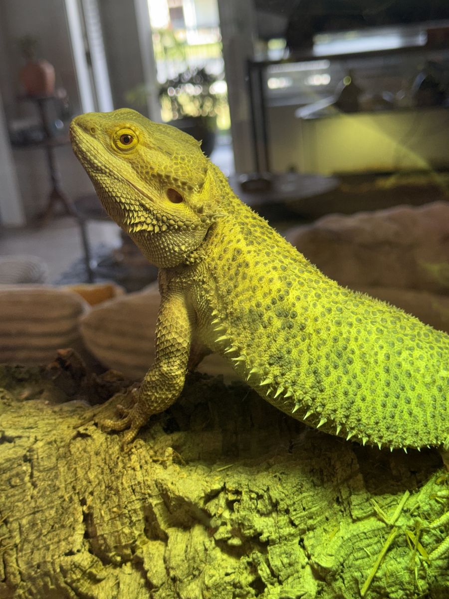 Bearded dragon