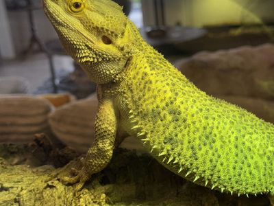 Bearded dragon